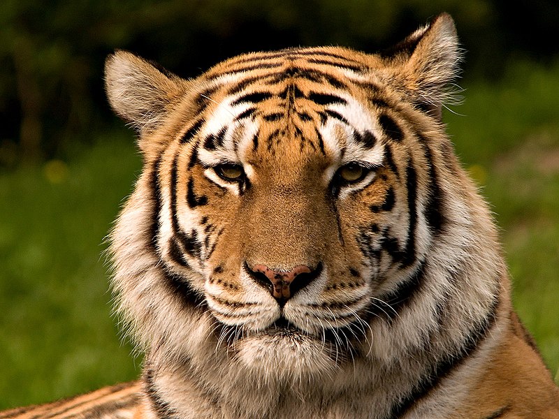 Carnivore - Tiger